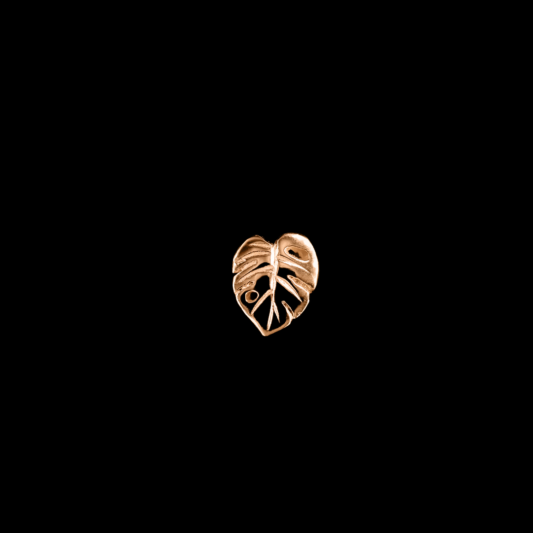 Countess Monstera