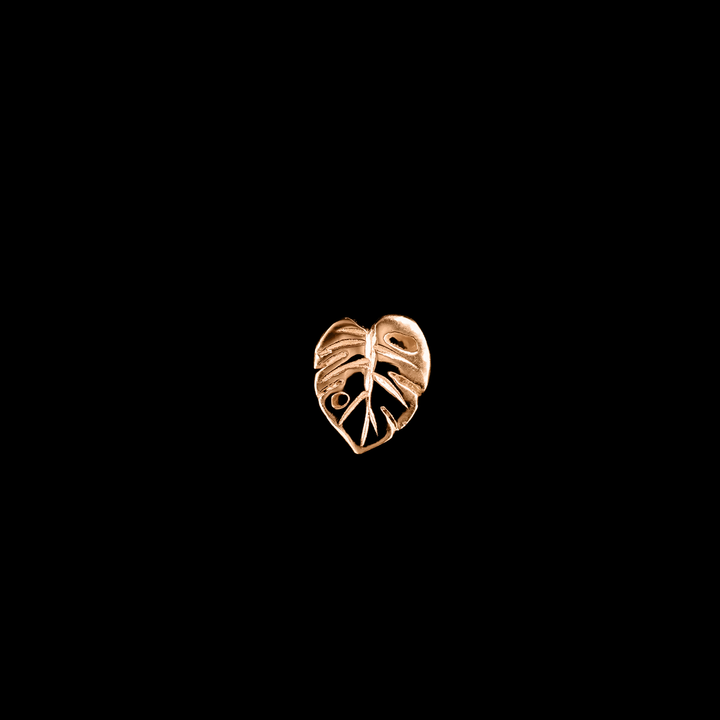 Countess Monstera