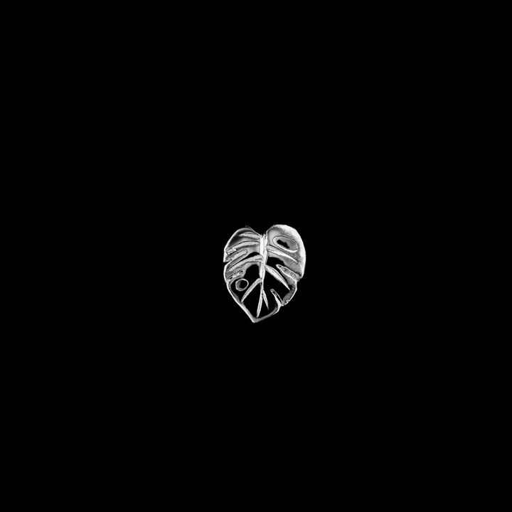 Countess Monstera