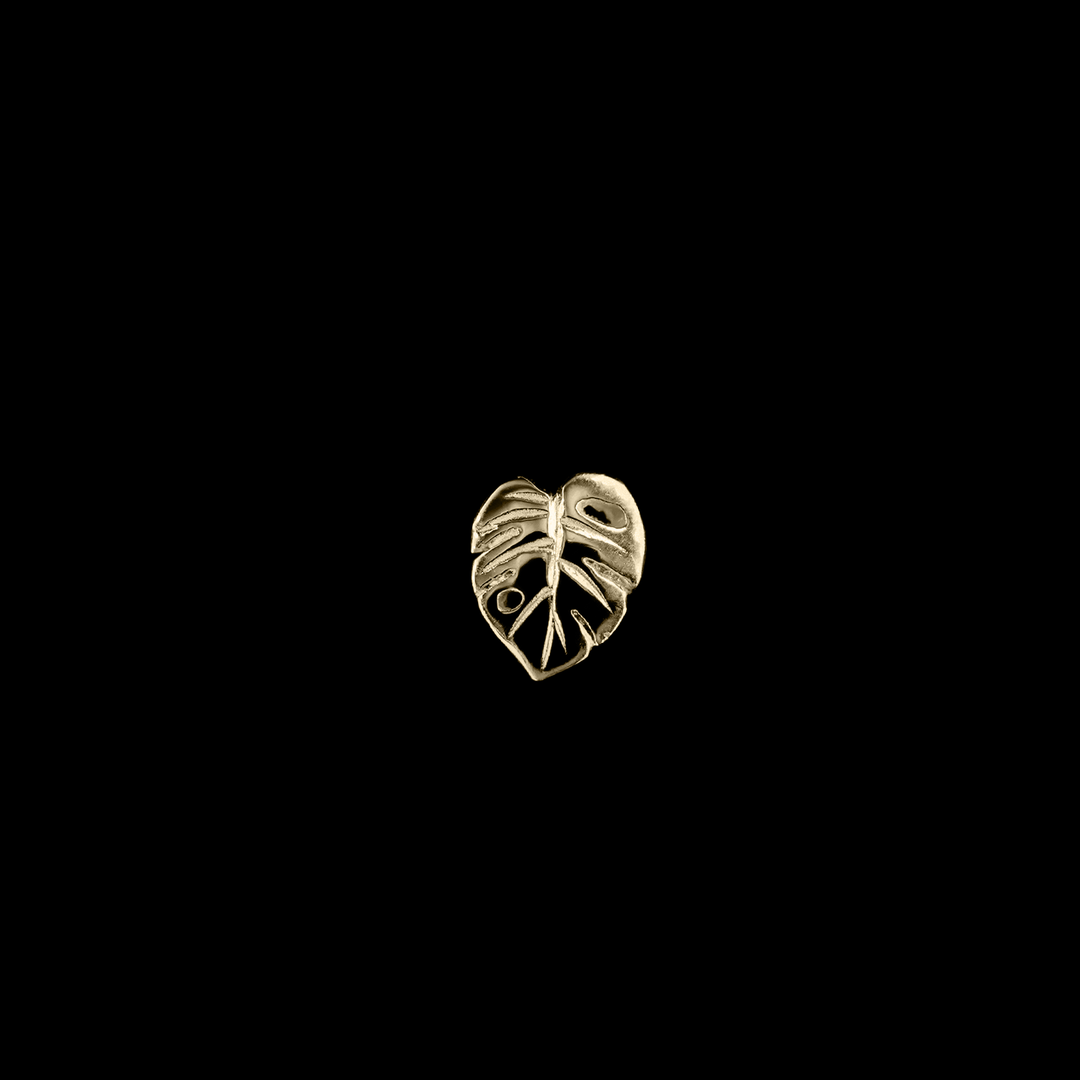 Countess Monstera