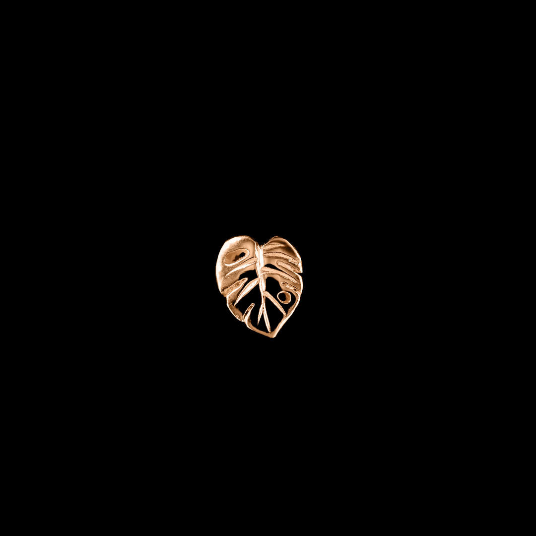 Countess Monstera