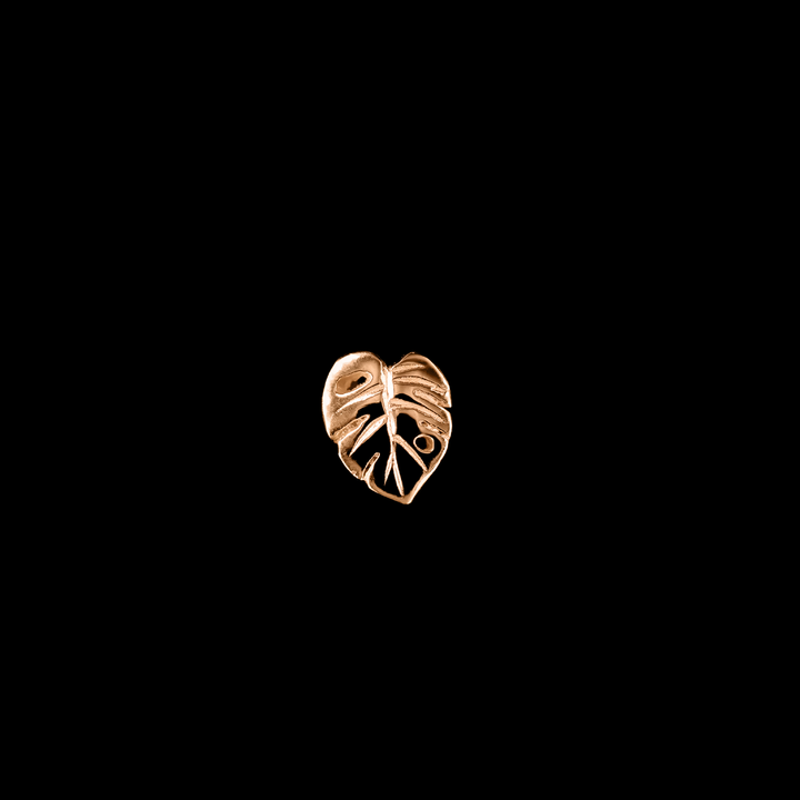 Countess Monstera