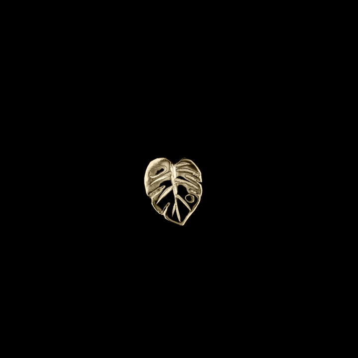 Countess Monstera