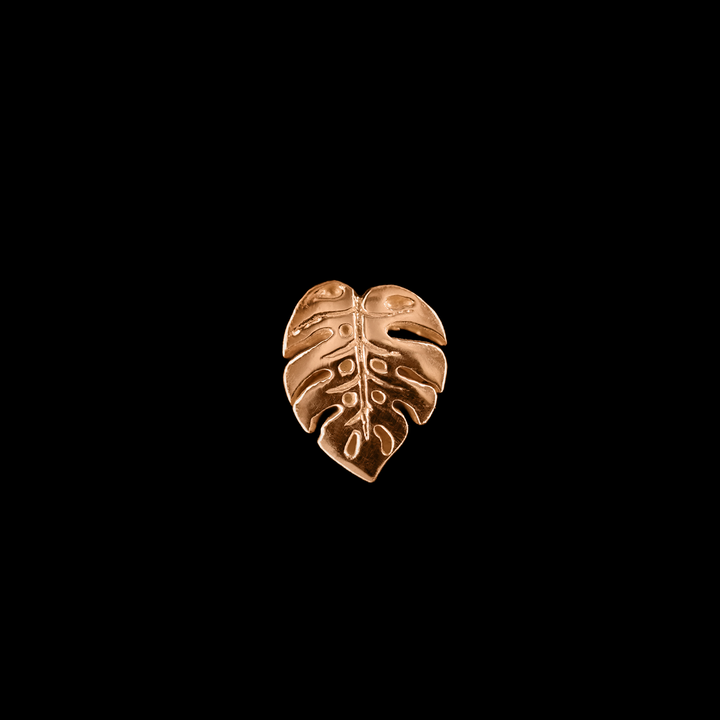 Duchess Monstera