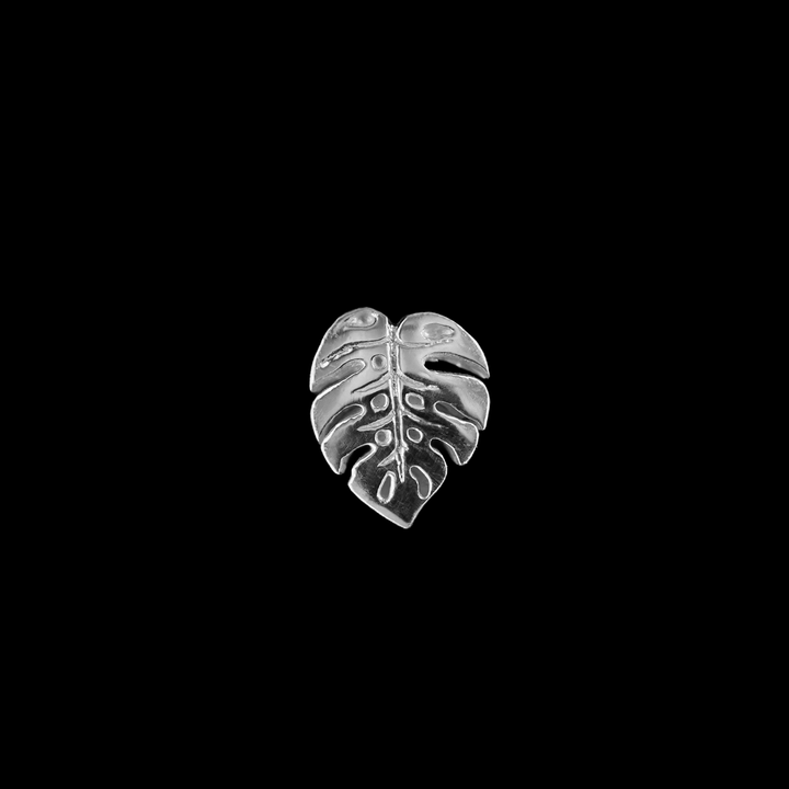 Duchess Monstera