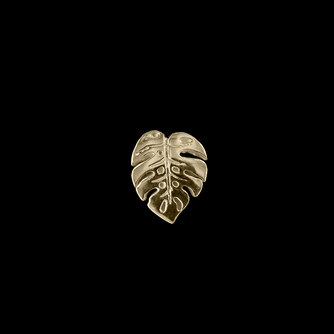 Duchess Monstera